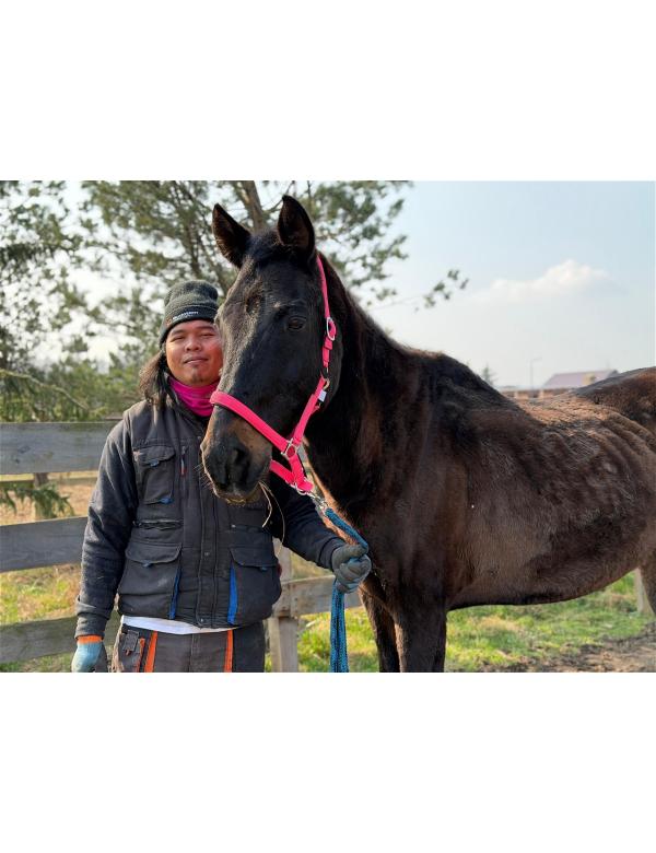 Karino, rescued horse at Centaurus sanctuary